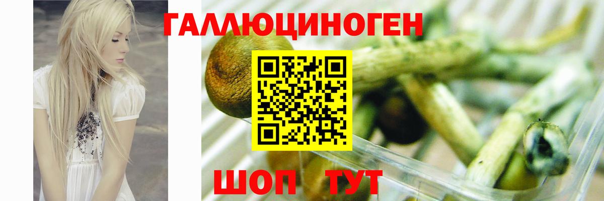 Псилоцибиновые грибы прущие грибы Махачкала